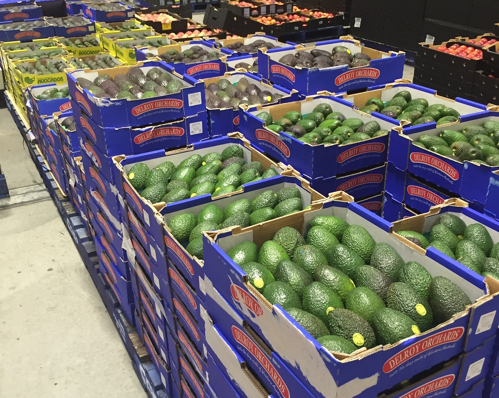 Australia: Avocados may hit AUD$100 per tray