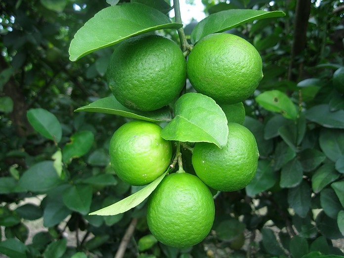 Mexico: Rains put further delays on Colima lime season