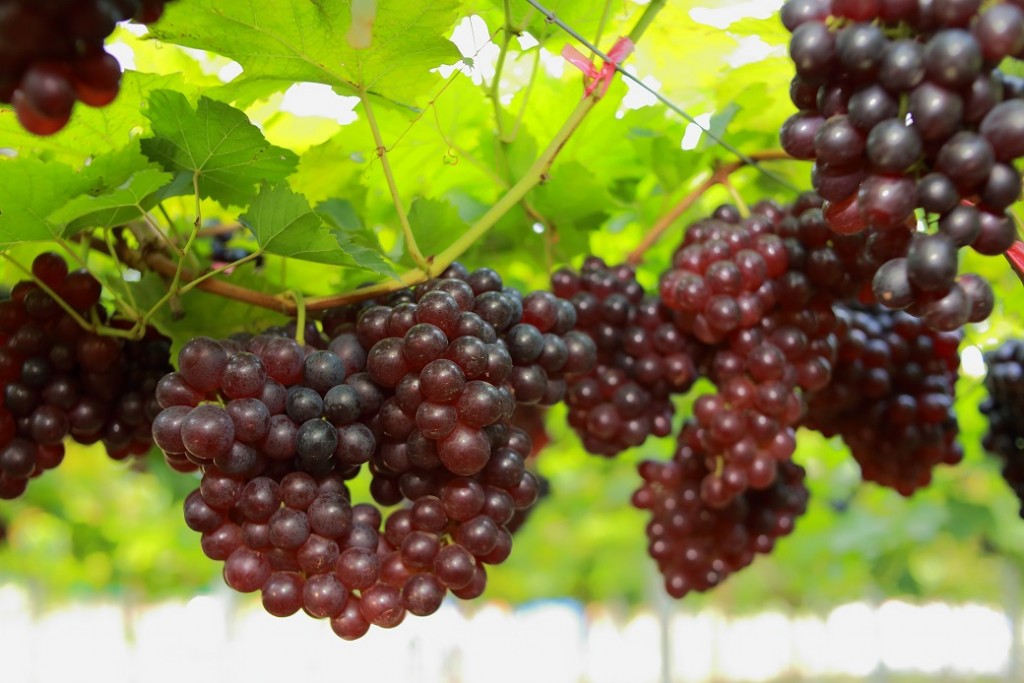 Bolivia to ramp up grape industry