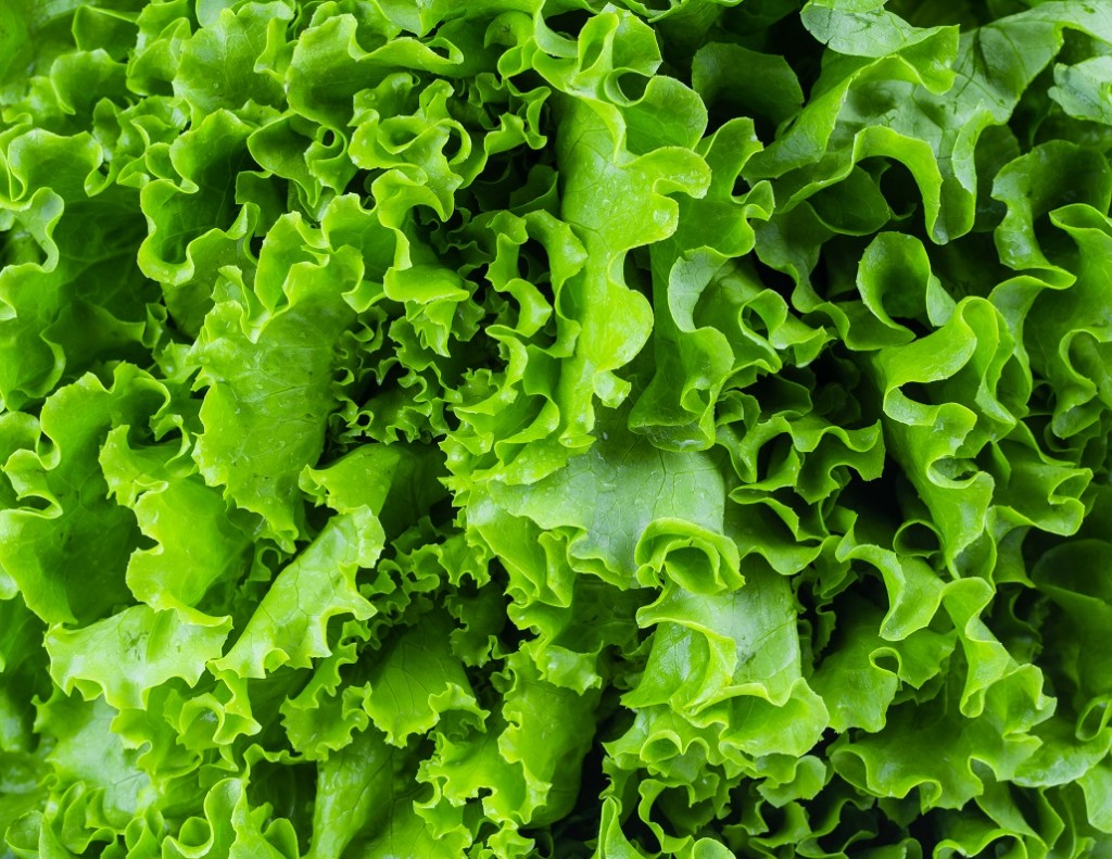 Australia: Pre-packaged lettuce linked to salmonella outbreak