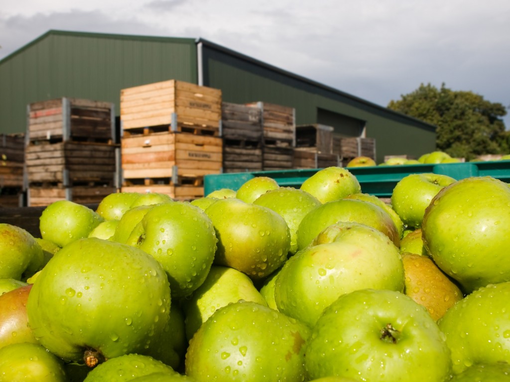 Southern Hemisphere pome fruit crop to drop in 2016