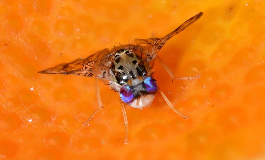 Fruit flies evolving to resist common insecticides, study finds