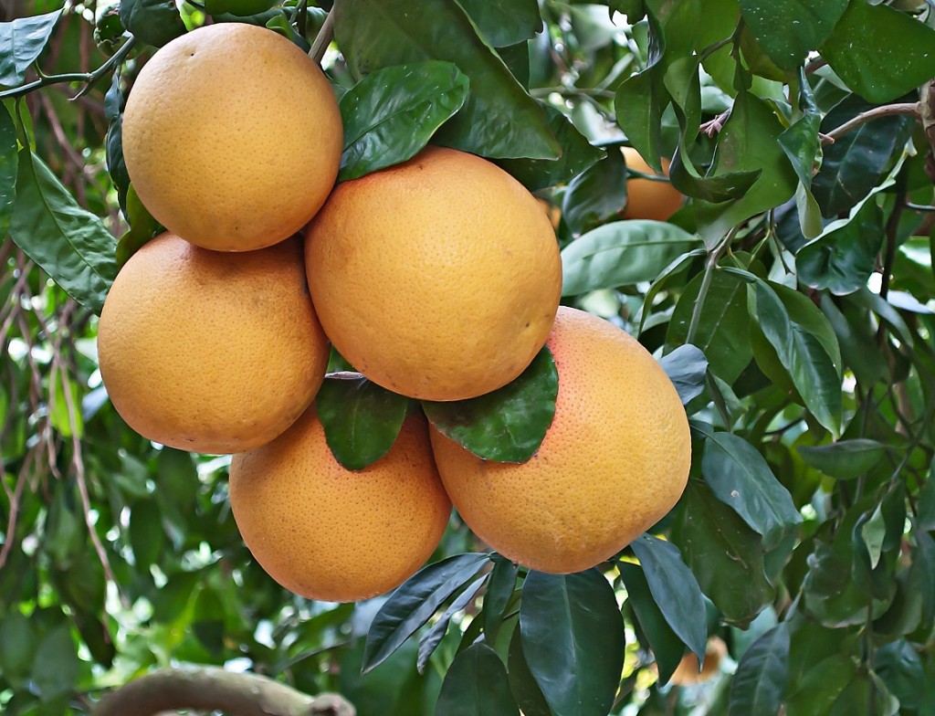 Texas citrus starts in early October