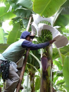 CEPIBO banana worker in the Santa Rosa community