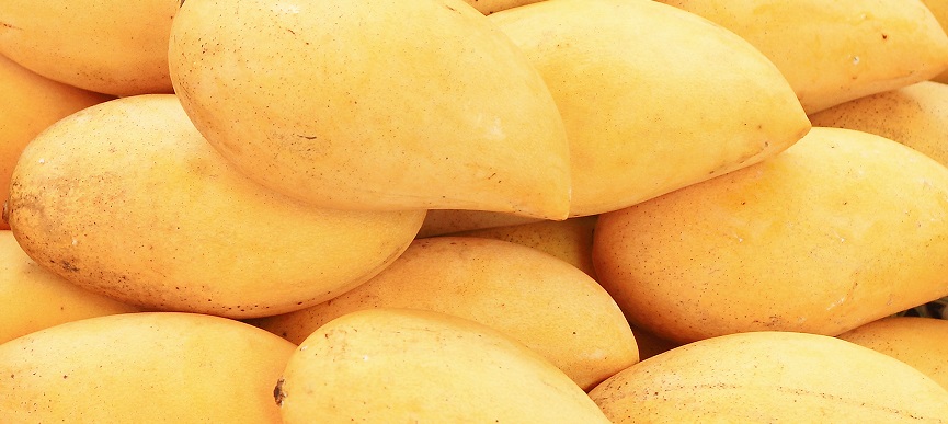 Indian mango exports to pick up pace