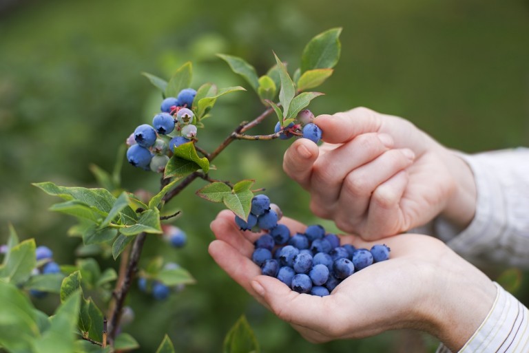 Indian blueberry industry