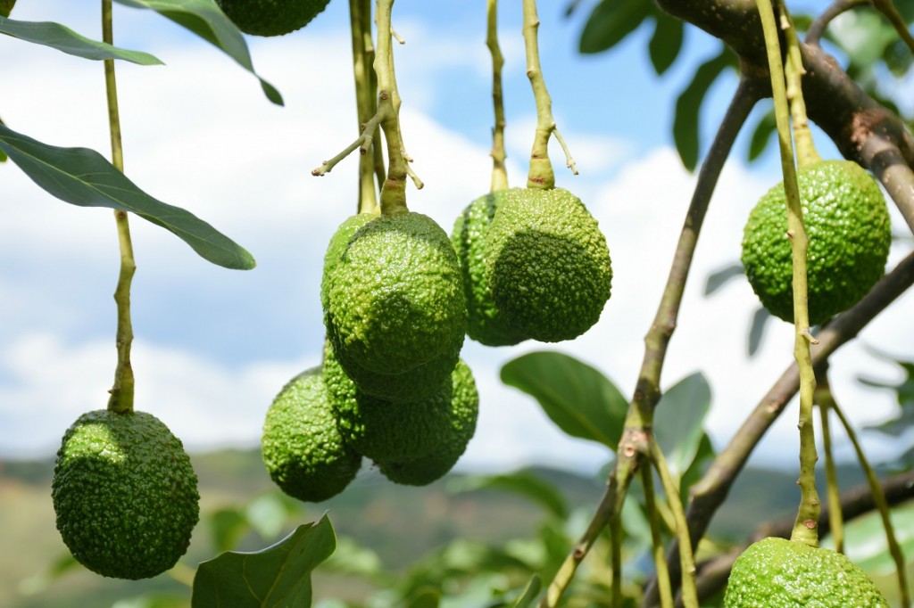 Colombia Cauca group to send first avocados to Europe