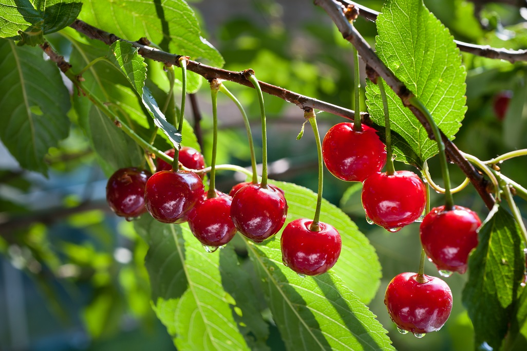 Record cherry production forecast in Australia
