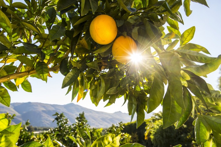 Summer Citrus