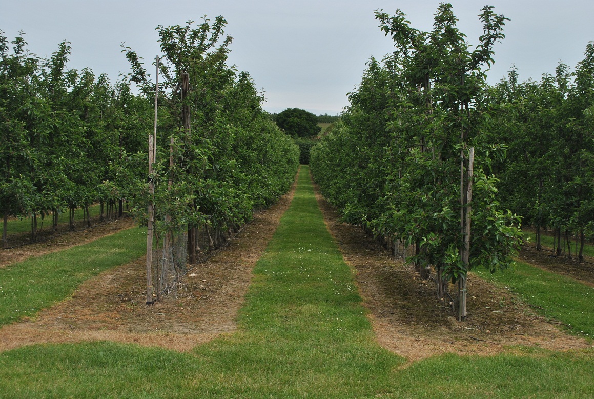 Photo Gallery One of the U.K.'s largest apple orchards
