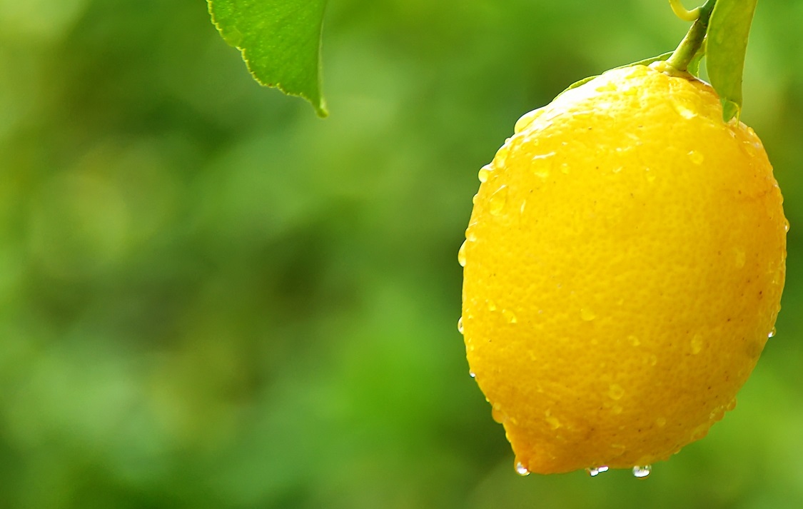 South Africa SRCC's 'one billion rand' citrus investment plan