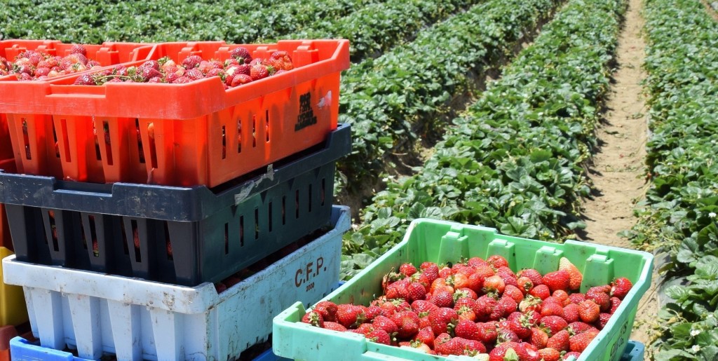 Agronometrics in Charts: Revving up for the 87th Florida Strawberry Festival