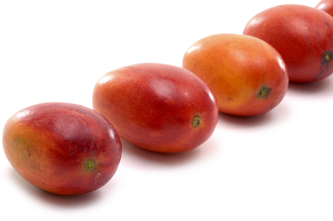 Ecuadorian mango exports set for another rise