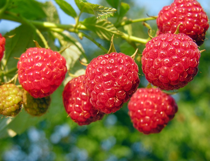 Morocco overtakes U.S. as third biggest raspberry exporter