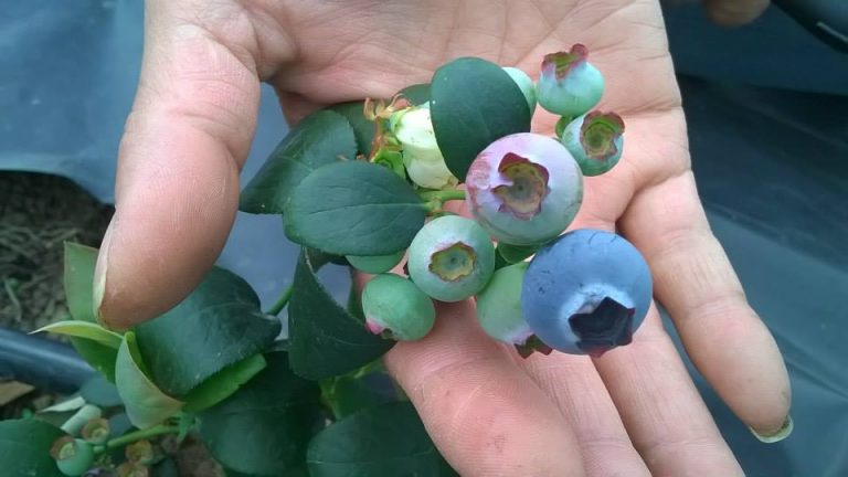 Indian blueberry industry