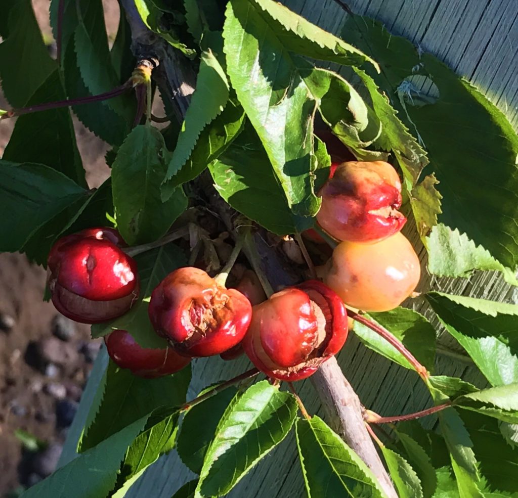 Argentine cherry shipper loses entire production to hail