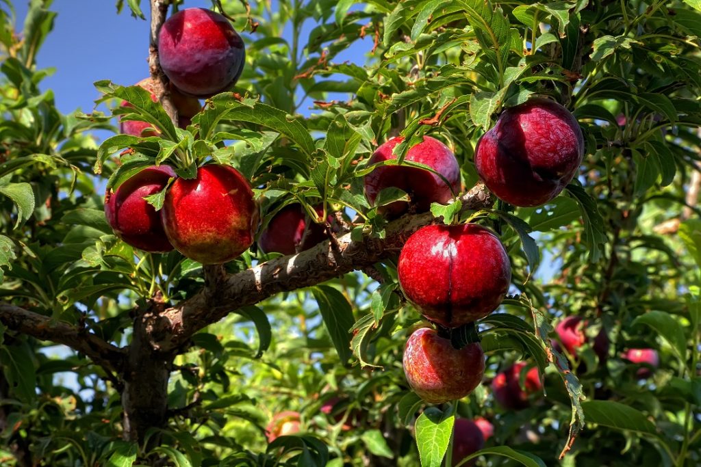 South Africa forecasts modest rise in stonefruit exports