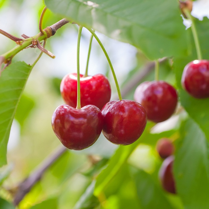 U.S: Solid export campaign for Northwest cherries despite ongoing China issues