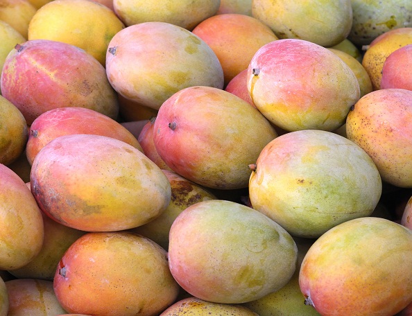 Peruvian mango exporter invests US$4M in own production