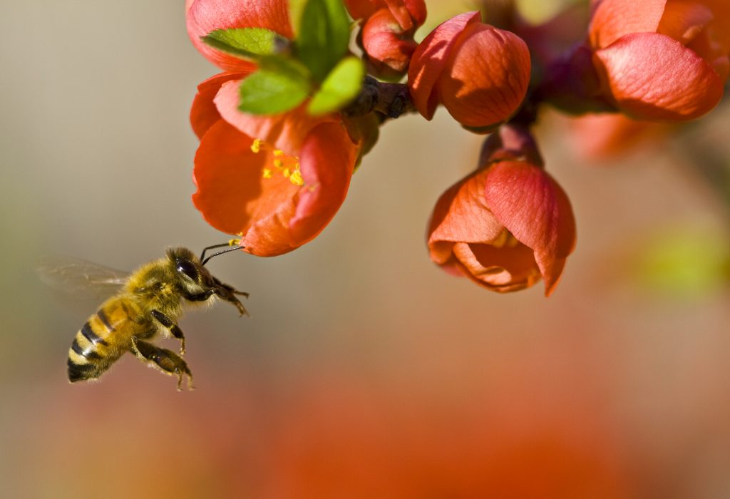 NZ makes 'breakthrough' in fight against bee parasite