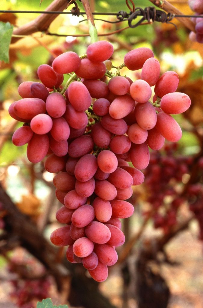 SanLucar expands Ecuadorian table grape export program