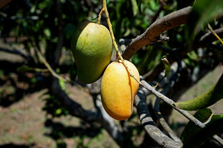 Opinion Stained quality facts in Mexican mangoes