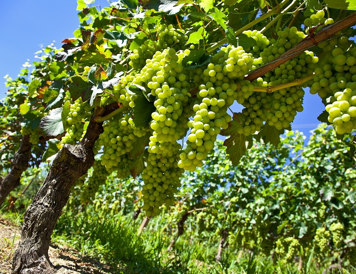 California table grape crop revised down