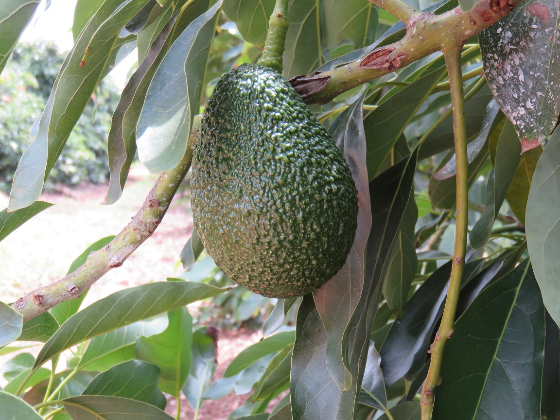 South Africa Maluma Day to challenge avocado sector's "convenient
