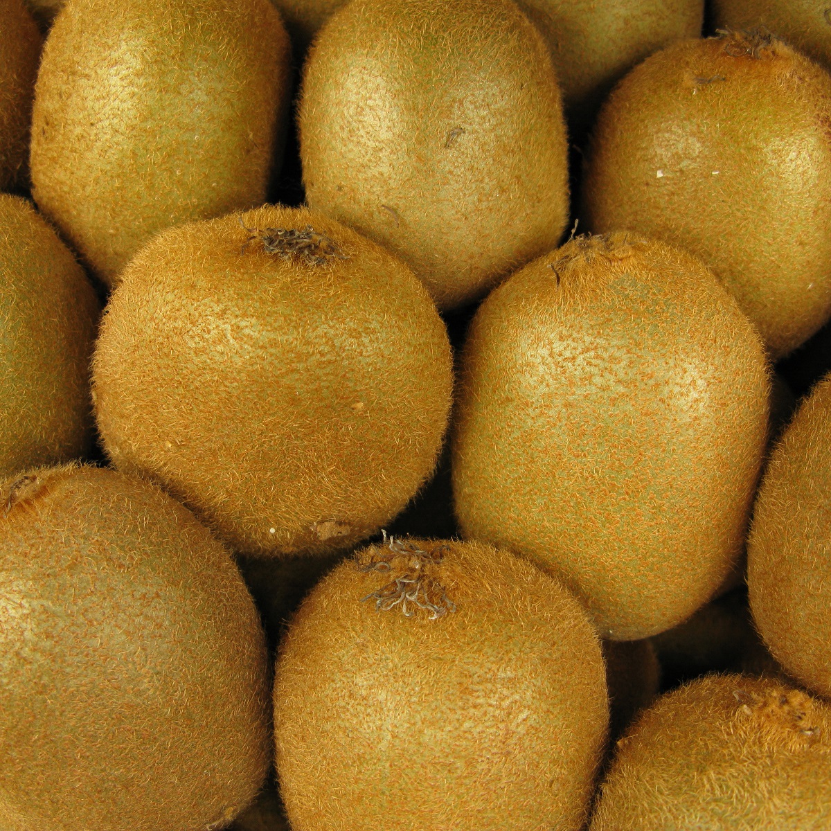 Kiwifruit harvest kicks off across New Zealand