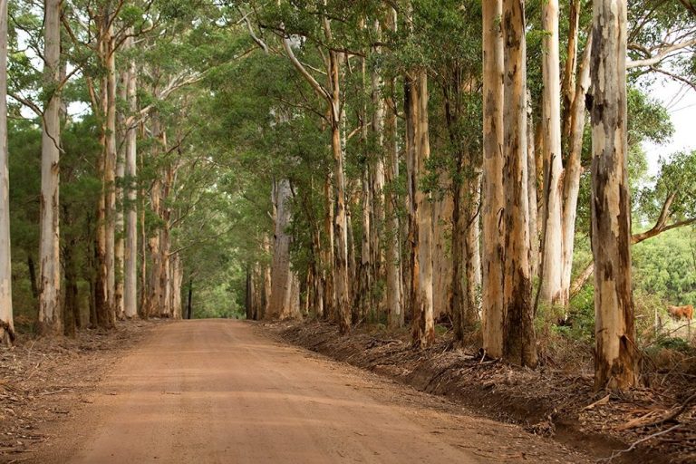 Forests take root in COP30 agenda as new report links trees to farm resilience