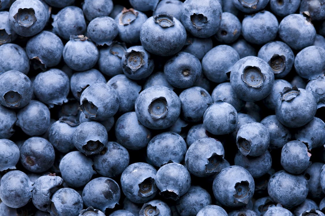 The American Blueberry Alliance dives into market data for ITC Post Brief