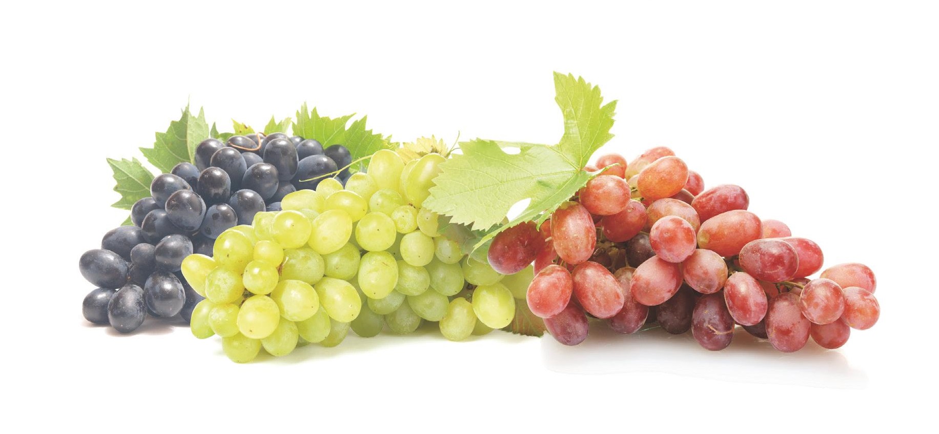 High hopes in Italy for Canadian table grape market prospects