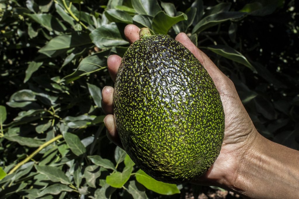 Chile to ramp up production of GEM avocados