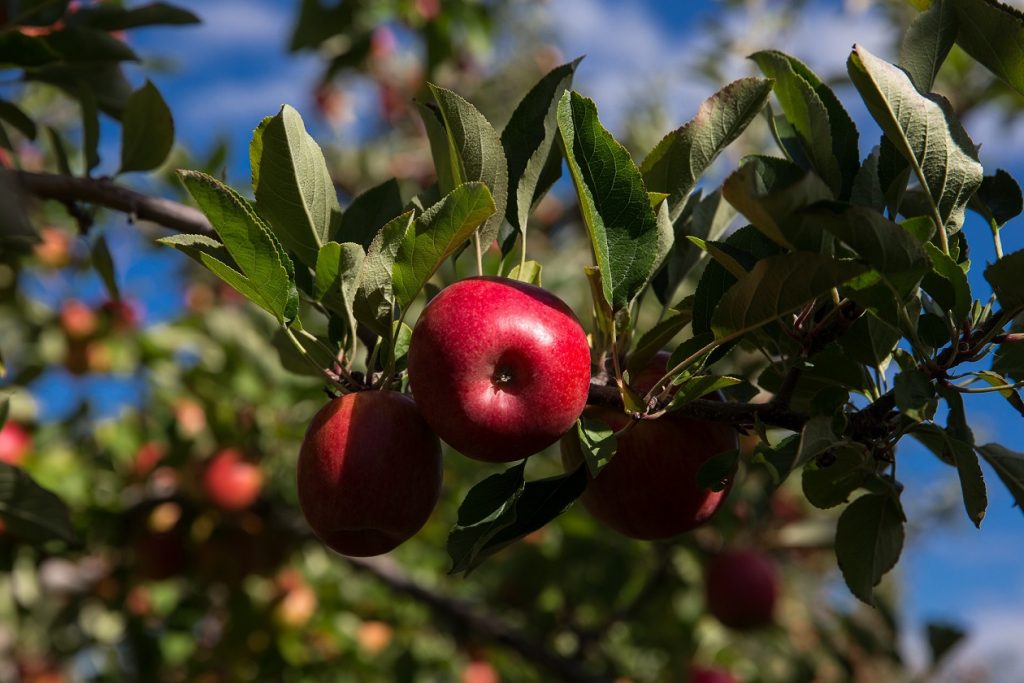 Apples - Oppy