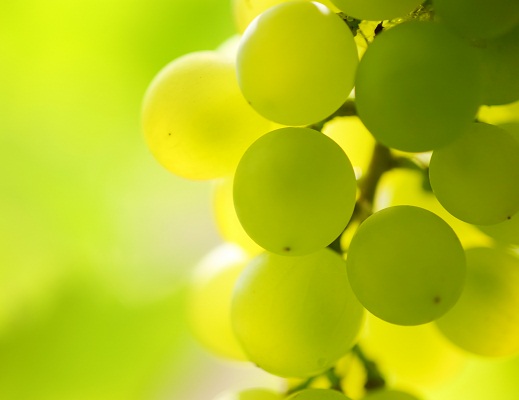 Pacific Trellis Fruit partners with Brazil's largest grape grower