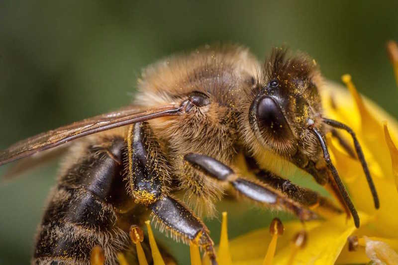 Crop pollination may be helped through strawberry flowering, study finds