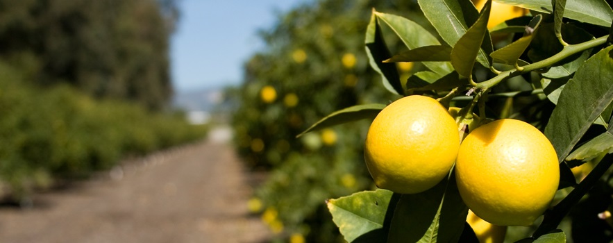 Argentine lemon export profitability lower this year amid weakened euro