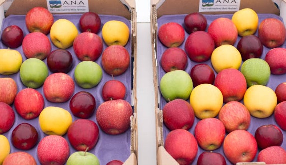 Pomaexpo showcases new apple varieties in Chile