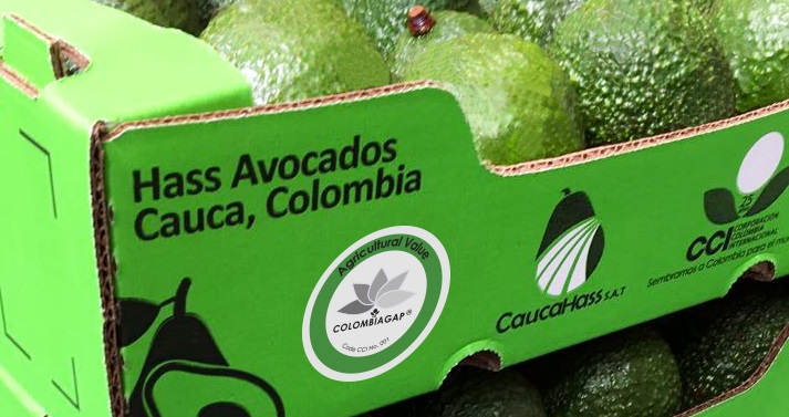 Colombia: Smallholder avo farmers from Cauca raise profile on global markets