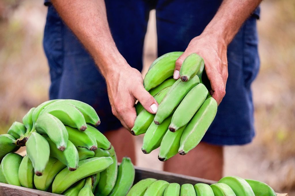 Australia: From waste bananas to flour, cosmetics and resistant starch