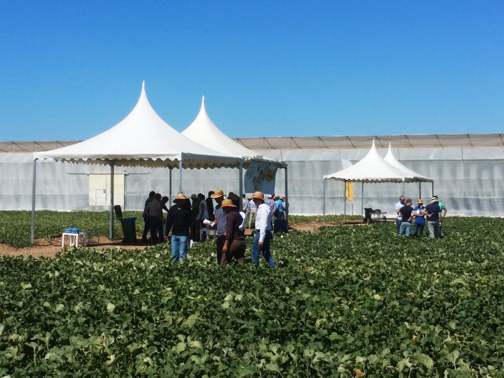 Spain: Bayer presents new melon lines, visual harvest indicator Spain: Bayer presents new melon lines, visual harvest indicator