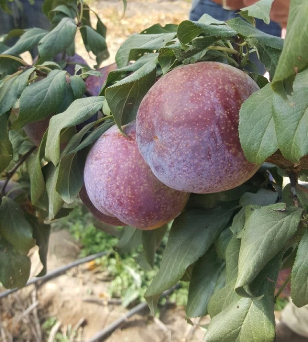 New sweet plum variety developed in Chile