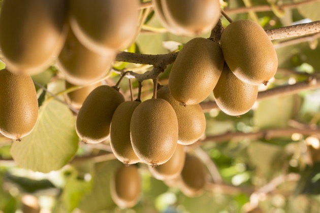 Kiwifruit smuggler ordered to pay Zespri $8.5M after unsuccessful appeal Kiwifruit smuggler ordered to pay Zespri $8.5M after unsuccessful appeal