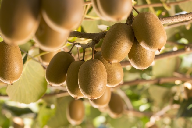 Zespri on alert over mystery disease killing Italian kiwifruit