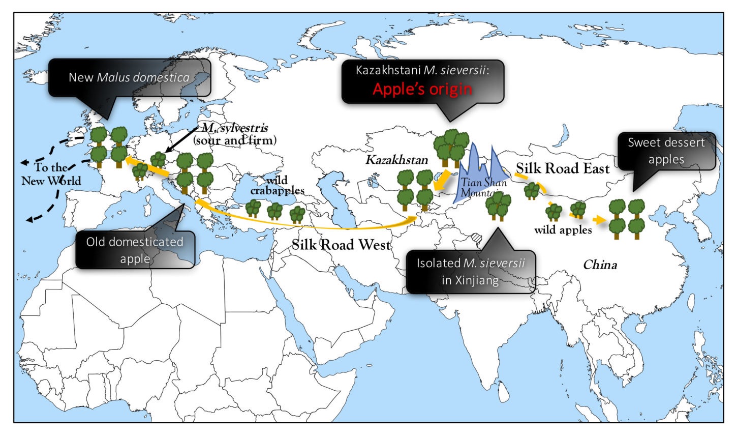 Apples come from Kazakhstan, study shows