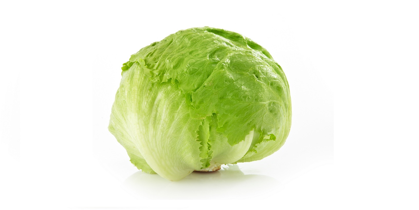 Листья Айсберга Фото