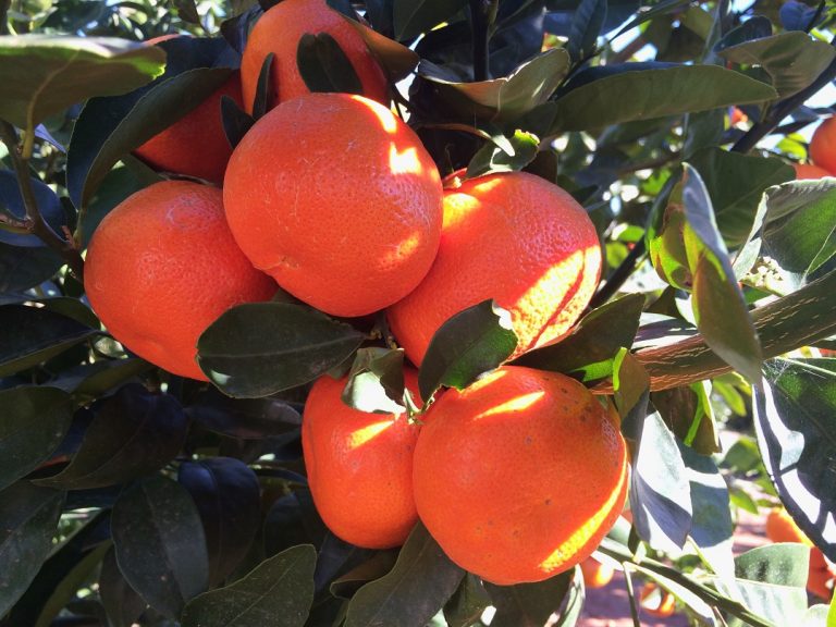 Tang gold in the field