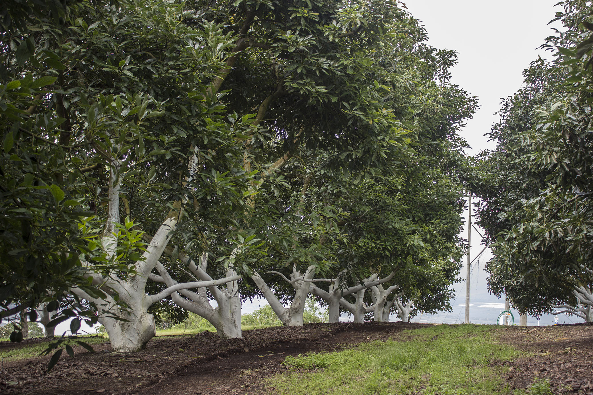 Photo Gallery Avocado farm visit in Jalisco, Mexico