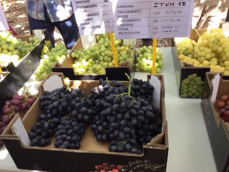 Chile trials new Spanish table grape varieties