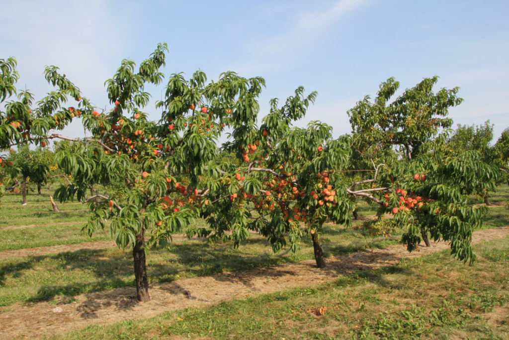 Canada: Vineland close to releasing new stonefruit varieties